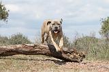 CANE CORSO 324